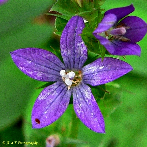 {Triodanis perfoliata}